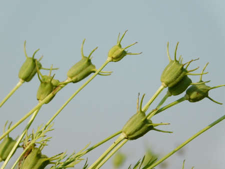 black cumin tree in india.black cumin plant agriculture in india.black cumin plant in my field.の写真素材