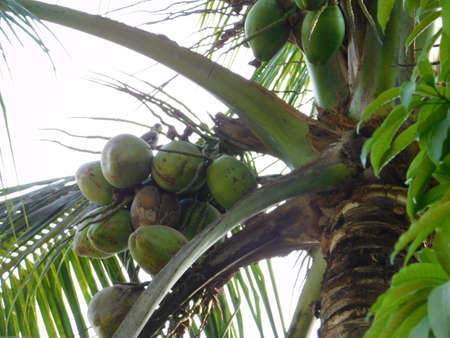 Closer Coconut cluster on Tree of sea sky bright atmosphere. Coconut cluster on coconut tree