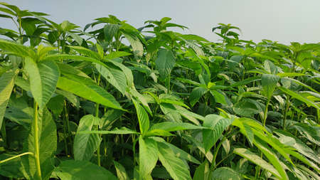 Famous jute cultivation in Nadia district of West Bengal
