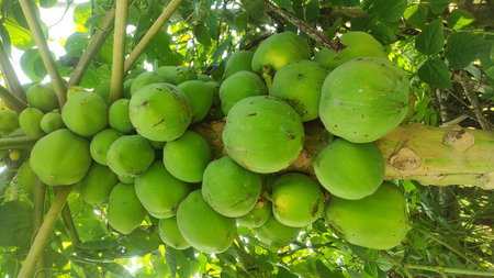 Papaya fruit on tree in garden. (Scientific name Carica papaya L.)