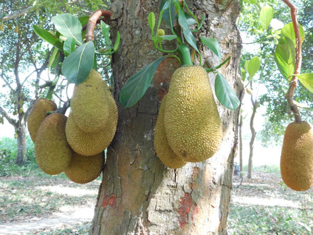 Jackfruit trees are cut on a large scale during summer