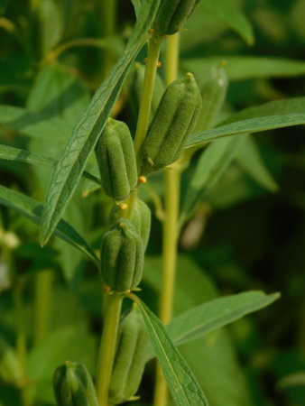 Sesame seed pods in the field, closeup of photo.の写真素材