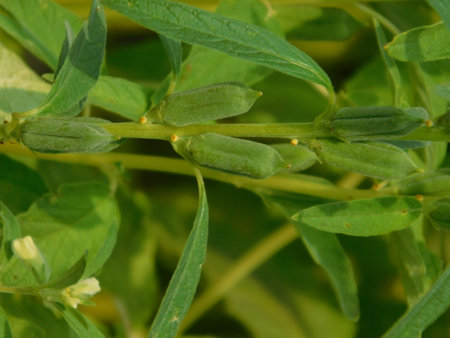 Sesame seed plants in the field, close-up, macroの写真素材
