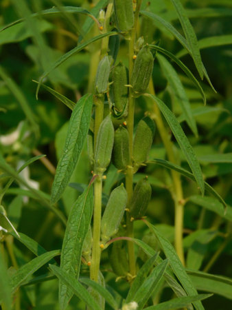 Coffee beans on a plant in the field, close-upの写真素材