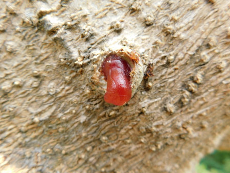 Close-up of fungus on the trunk of a tree in the gardenの写真素材