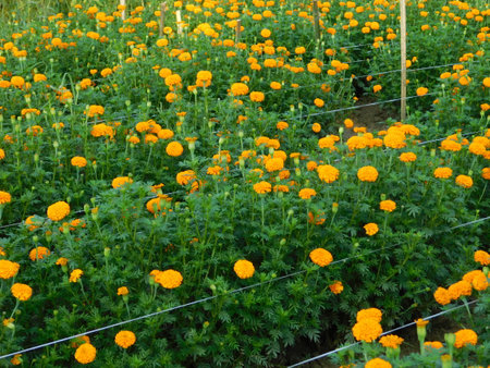 Marigold flowers in the garden at Doi Ang Khang, Chiang Mai, Thailandの写真素材