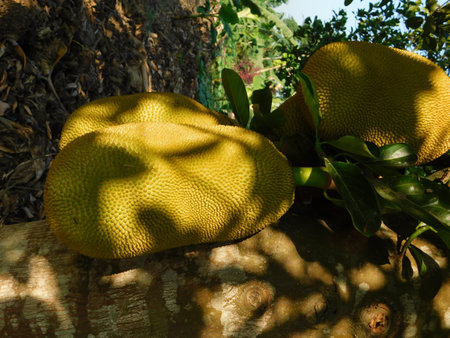 Jackfruit on the tree in the garden with sunlight and shadow.の写真素材