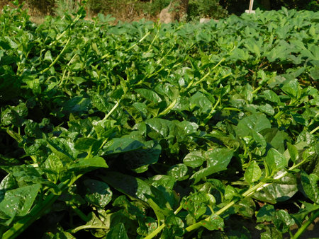 Spinach field in a sunny summer day, close-upの写真素材