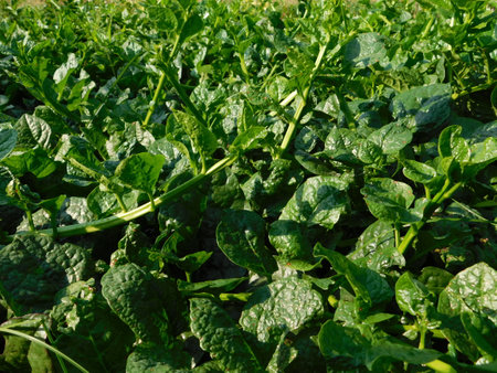 Close up of green spinach growing in a field, England, UKの写真素材