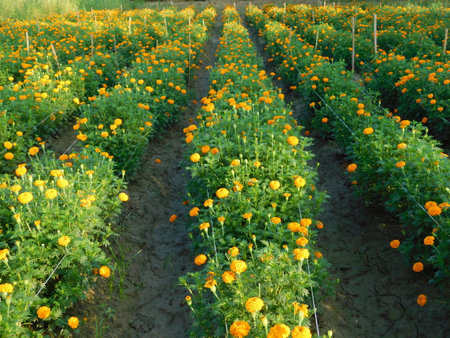 Marigold flower field in the morning at north of Thailand.の写真素材