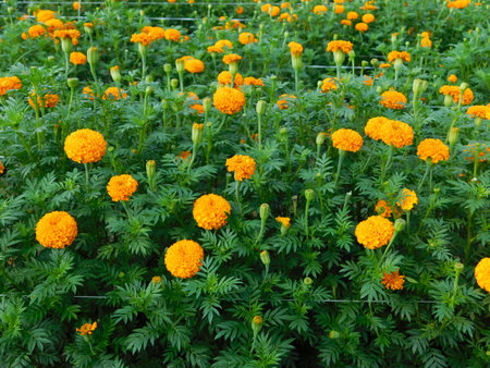 Marigold flowers blooming in the garden. Marigold flower fieldの写真素材