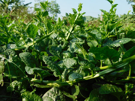 spinach plant in vegetable garden at north of thailand for harvest
