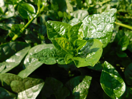 green leaves of spinach in the vegetable garden, closeup of photo