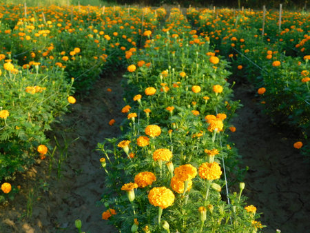 Marigold flower field in the morning. Marigold flower garden.の写真素材