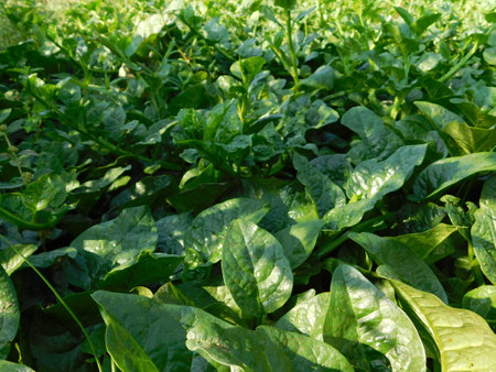 Spinach field in the morning light, closeup of photo