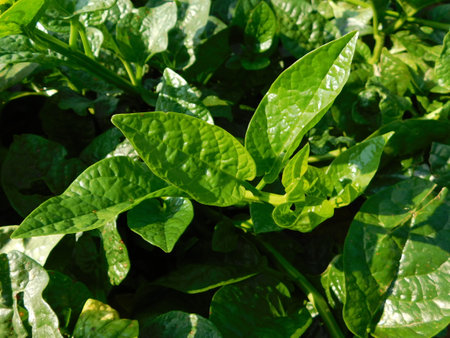 green leaves of spinach in the field, close-up of photoの写真素材