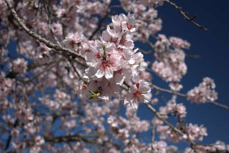 closeup of almond flowers in early springの写真素材