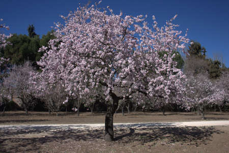 almond trees announcing springの写真素材