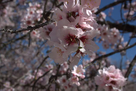 closeup of almond flowers in early springの写真素材