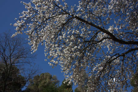 almond trees announcing springの写真素材