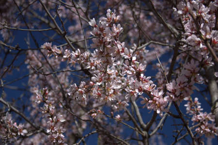 closeup of almond flowers in early springの写真素材