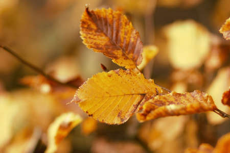 Leaves in autumn lightの写真素材