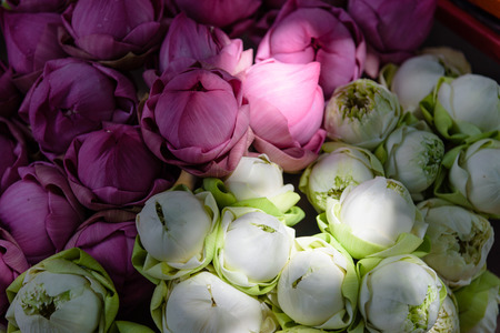 white Lotus and pink lotusの写真素材