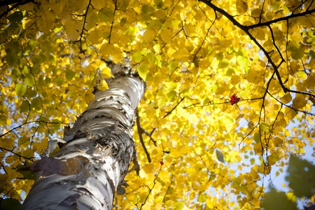 Autumn Birch Tree