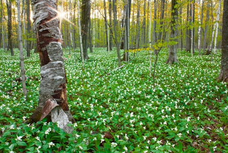 Trillium Fieldの写真素材