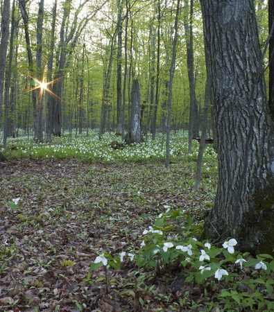 Trilliumsの写真素材