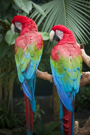 Parrotsの写真素材