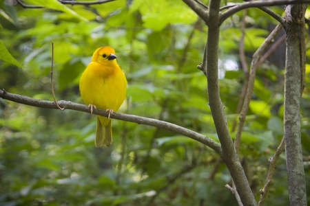Yellow birdの写真素材