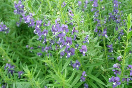 purple flowerの写真素材