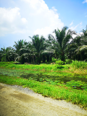 Oil Palm Plantationの写真素材