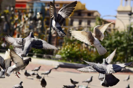 A group of pigeons taking flight in the central square の写真素材
