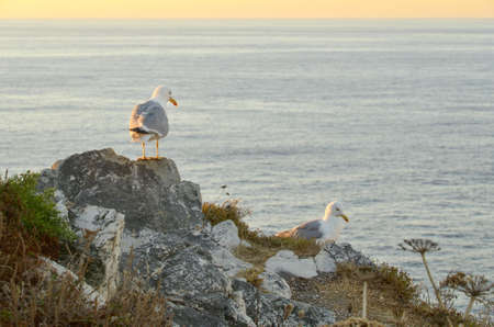 Two seagulls resting at sunset  In the background, the sea is calm の写真素材