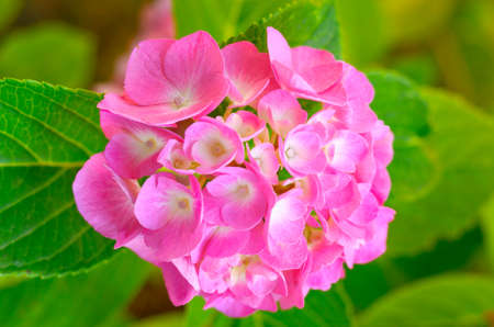 Hydrangea flower, with strawberry flavor colors, cream and mint の写真素材