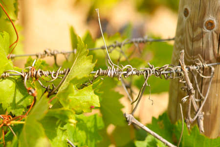 bower of vines on two wire cablesの写真素材