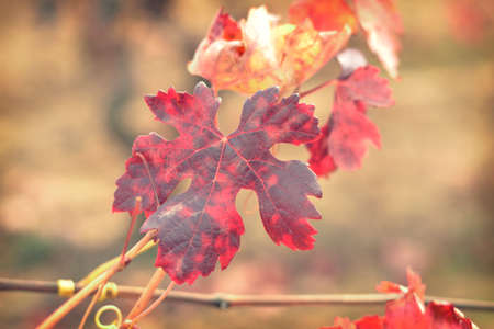 Leaves of vineyards, red color in autumn の写真素材