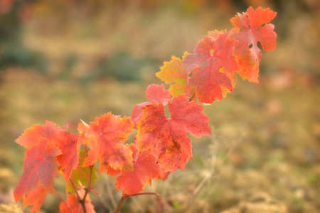 vine leaves in autumn with vineyards の写真素材