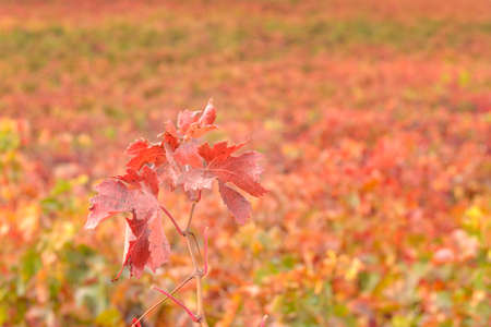 Vine leaves in autumn with vineyardsの写真素材