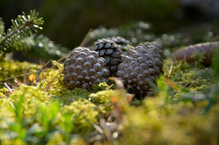 Several dry pine cones on the forest floor.の写真素材