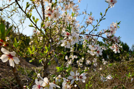 Detail of almond blossoms  An almond in a spring day の写真素材