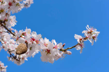 Detail of branch and almond flowers in spring.の写真素材