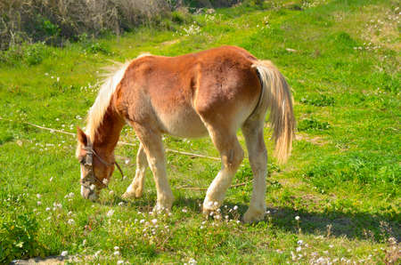 Horse grazing in a meadow in spring の写真素材