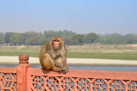 A monkey in the wall, look with curiosity の写真素材