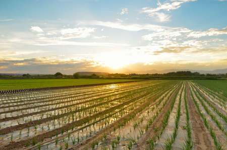 Sunset in the field of cultivation of onions の写真素材