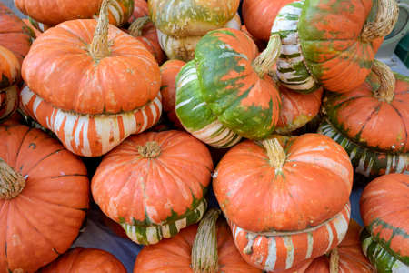 Seasonal pumpkins for sale in the market.の写真素材