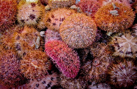 Sea urchin