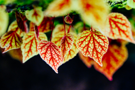 Texture of small Begonia leaves on moisture rock in rain forest.Shallow depth of field.の写真素材